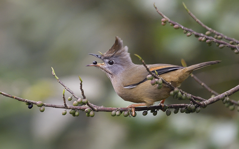 Stripe-throated Yuhina (Yuhina gularis) at Mu Cang Chai Birding Trails - Northern Vietnam. Photo by: Bui Duc Tien - Vietnam Bird Photography Tours - Vietbirdphototours.com